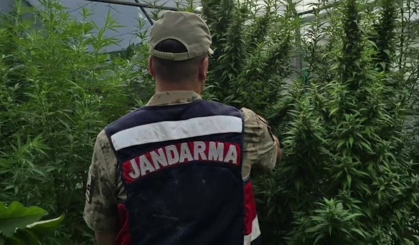 Jandarma’dan kenevir serasına operasyon