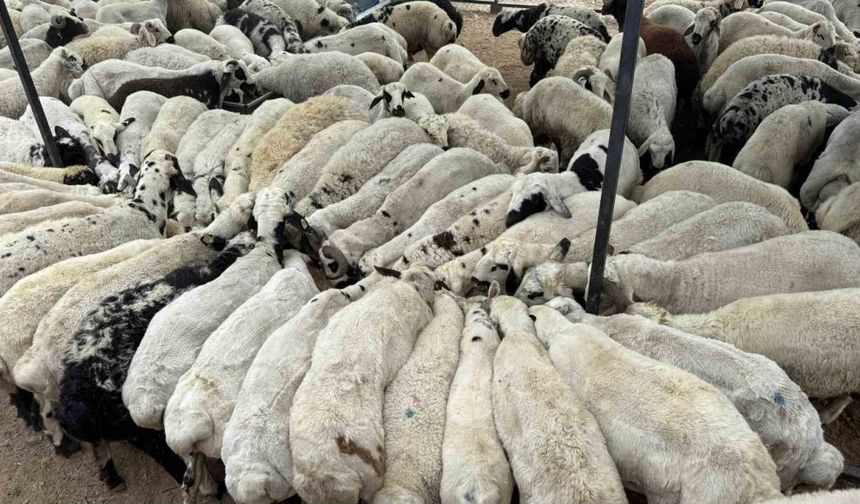 Karnı şiş kurbanlıklara dikkat: Yeme karıştırılan tuz ve sumak koyunları şişkin gösteriyor