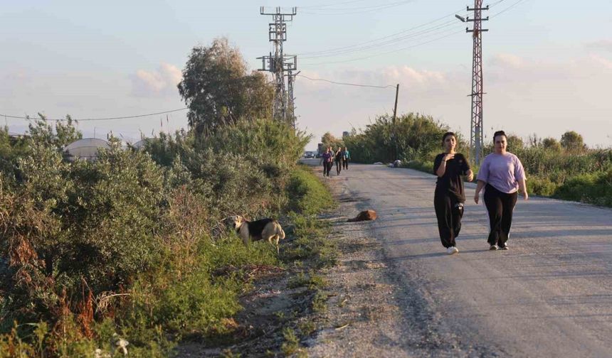 Kuduz karantinasının olduğu 4 mahallede sokak köpekleri vatandaşları tedirgin ediyor