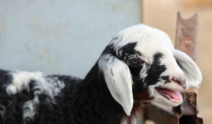 Meraya dökülen zehir 77 koyunu telef etti, onlarca kuzu annesiz kaldı