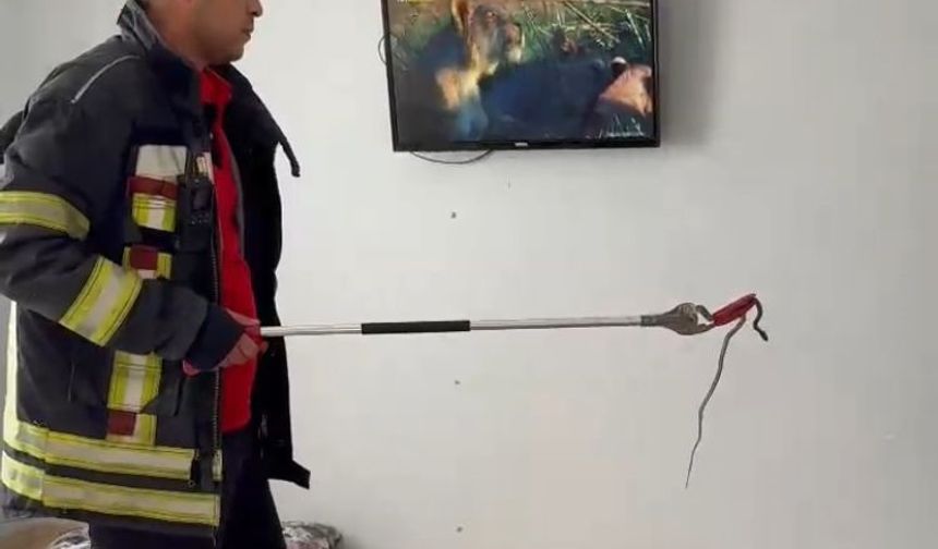 Mersin’de 2 gün önce eve giren yılanı itfaiye erleri bulup çıkarttı