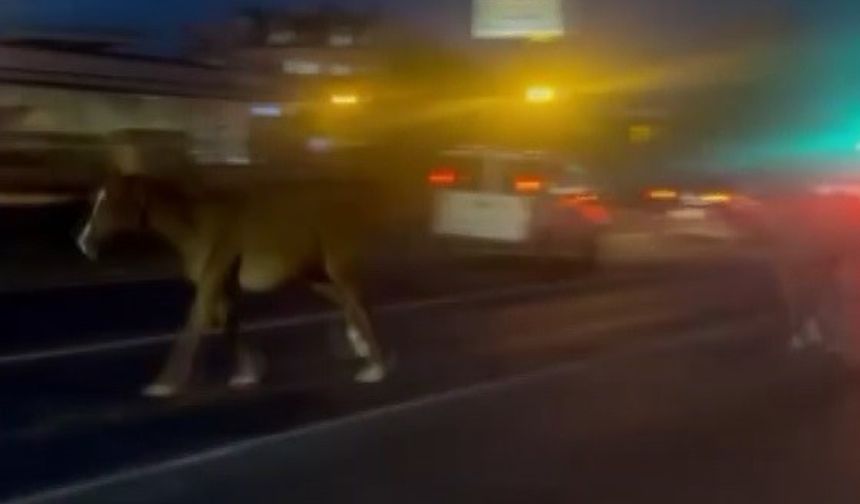 Mersin’de karayoluna çıkan atlar trafiği karıştırdı
