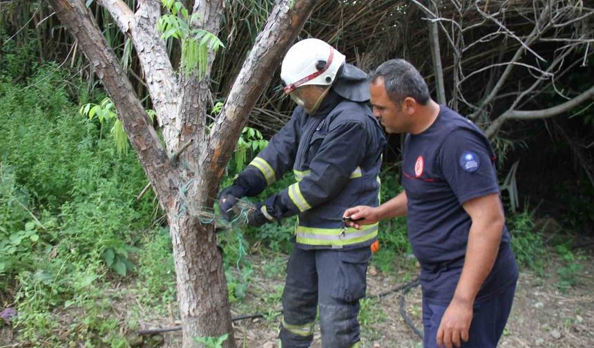 Serik’te ağlara dolanan yılanı itfaiye kurtardı