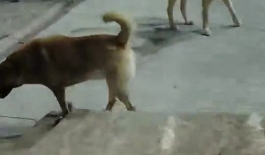 Sokak köpeklerinin saldırdığı kedi telef oldu
