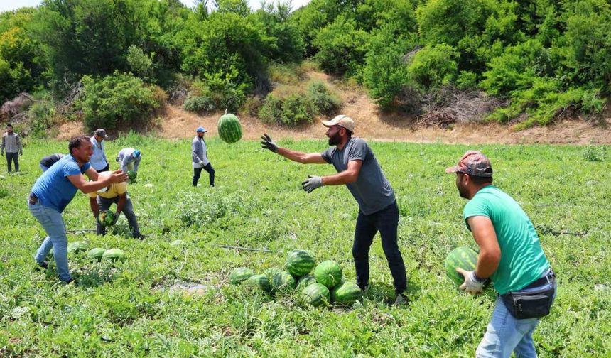 Tescilli Adana karpuzunda hasat başladı: Kilogramı 20-24 lira
