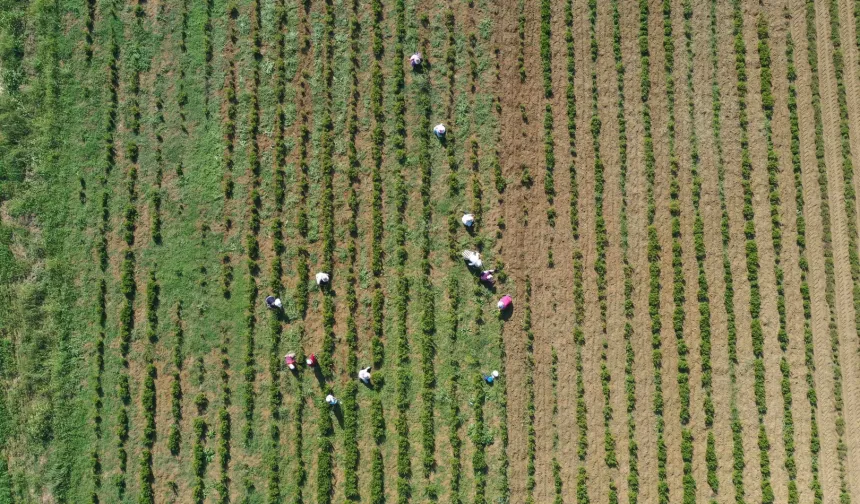 Kocaeli’de tıbbi ve aromatik bitkiler hasada hazırlanıyor