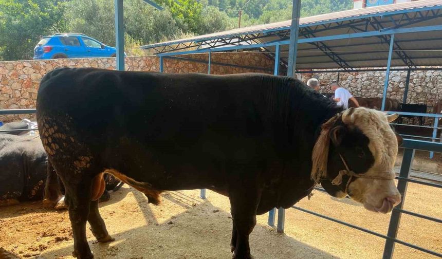 1 ton 300 kiloluk tosun 430 Bin TL’ye satıldı