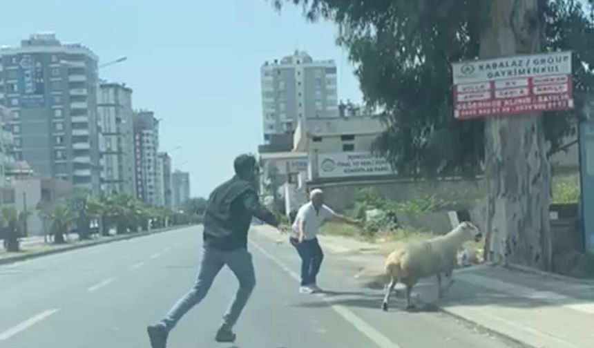 Adana’da kaçan koyun ve keçiler sahiplerini peşlerinden koşturdu