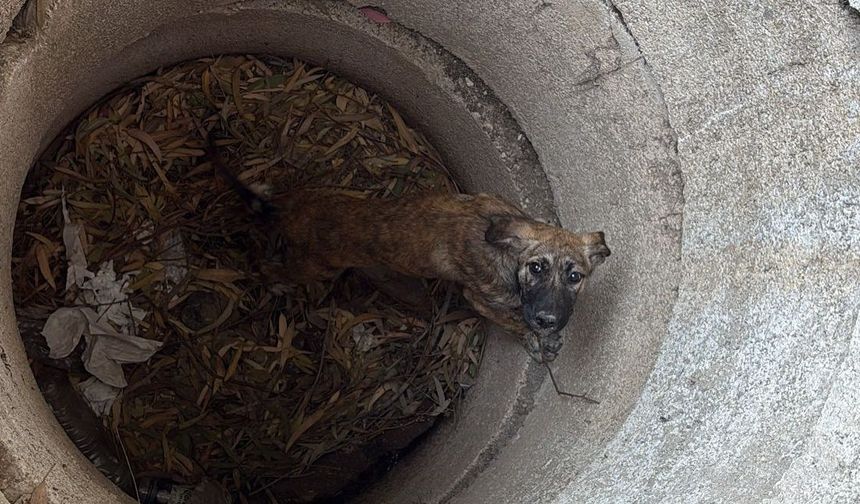 Antakya’da kuyuya düşen köpeği itfaiye kurtardı