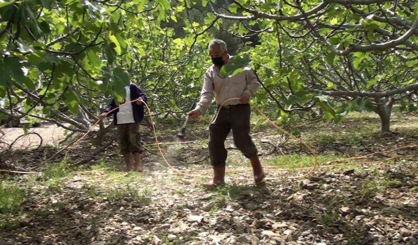 Antalya’da incir bahçelerinde yeni sezon hazırlıkları