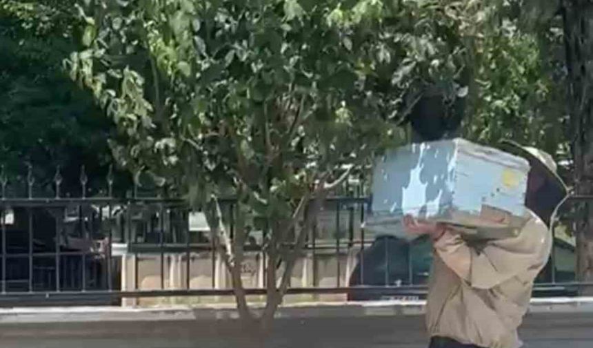 Güvenlik görevlisi oğul veren arıları kovana aldı