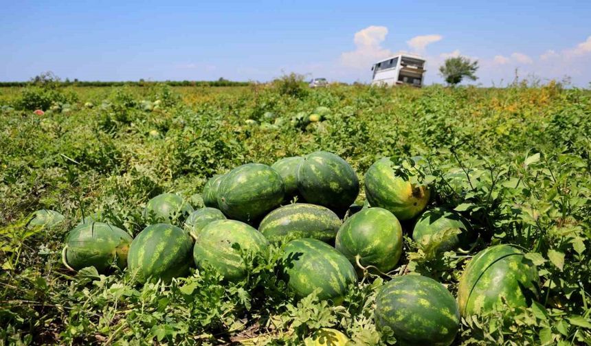 Hasadı süren karpuzun kilosu 9-10 liraya geriledi