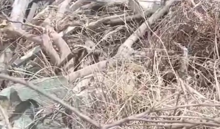 Hatay’da çiftleşen yılanlar kameraya yakalandı