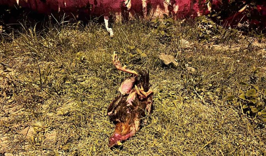 Kazada telef olan horoz için kalp masajı yaptı