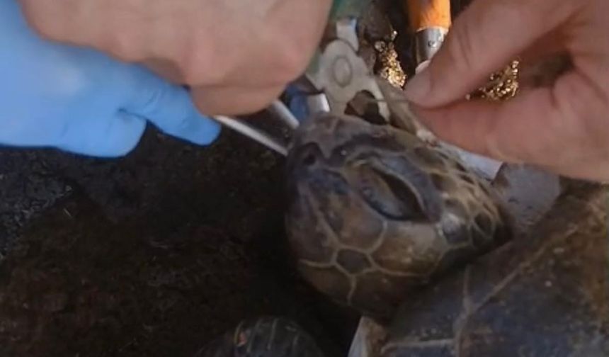 Misina yutan caretta ekiplerin müdahalesiyle hayata döndü