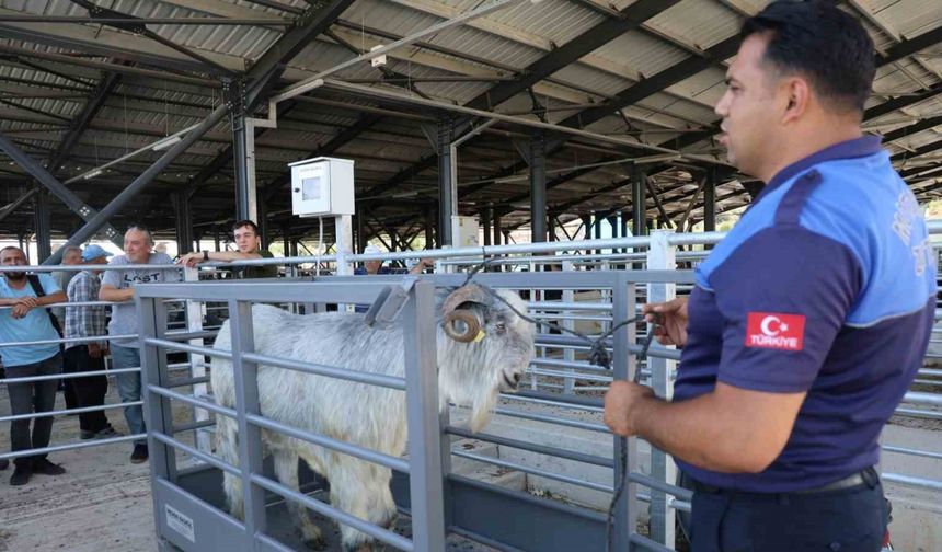 Pazarın en ağırı 153 kiloluk teke dikkat çekti
