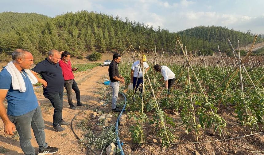 Adana’da atıl araziler domates üretim merkezi oldu