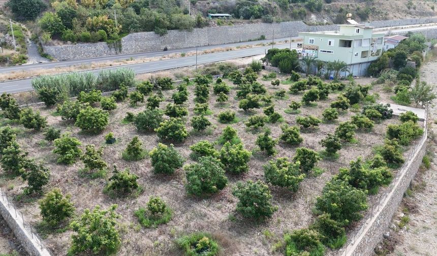 Alanya’da erkenci Clifton cinsi avokado hasadı başladı