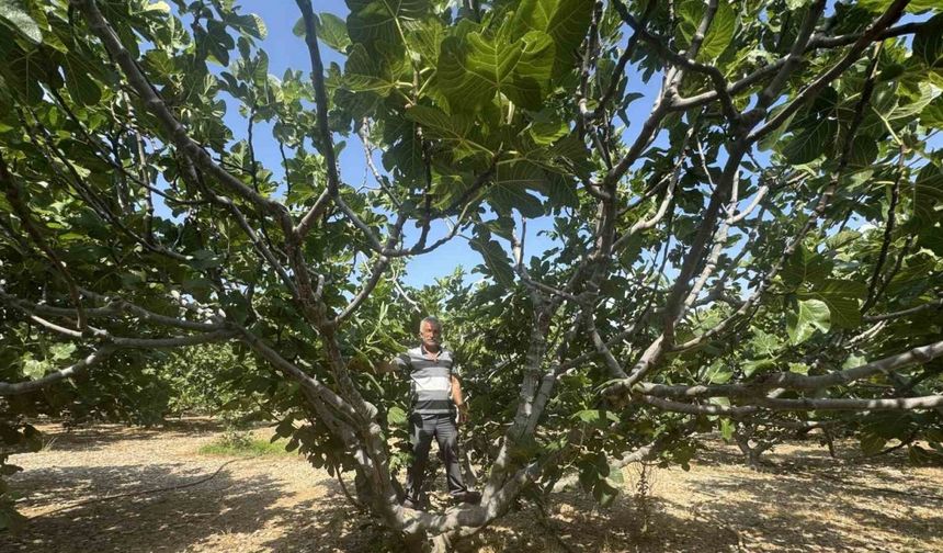 Antalya’da sıcak hava siyah incir rekoltesini yüzde 50 düşürdü