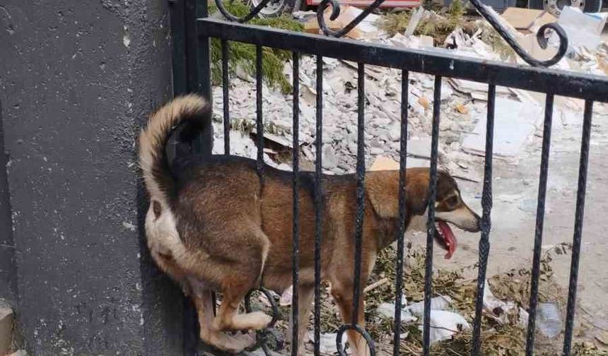 Demir korkuluklara sıkışan köpek itfaiye ekiplerince kurtarıldı