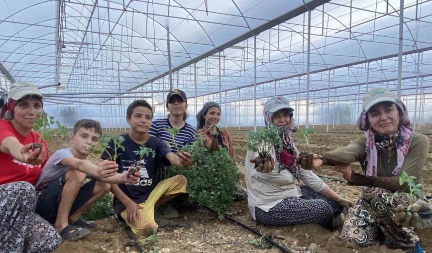 Antalya’da güzlük fide dikimleri başladı