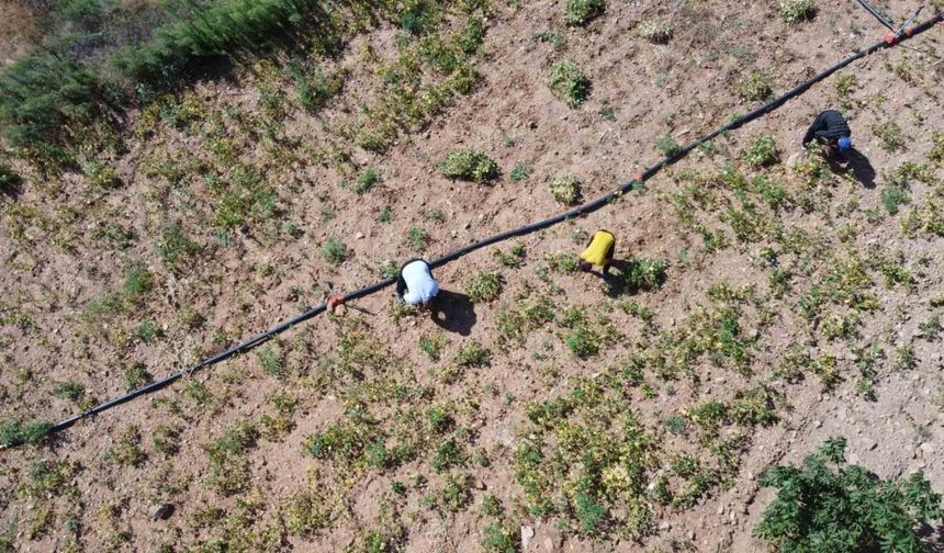Kar suyuyla sulanan, beyaz fasulyede hasat zamanı