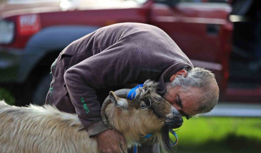 3 keçisini kurtlar yiyen yaşlı adam, mahsur kaldığı uçurumdan kurtarılan son keçisine sarılıp doyasıya öptü