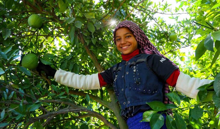 Adana’da portakal hasadı başladı, 360 bin ton rekolte bekleniyor