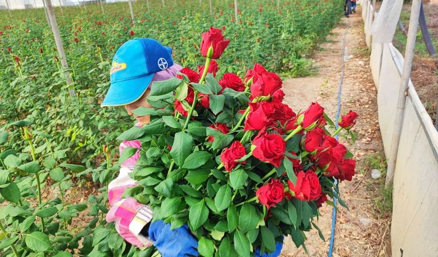 Adana’da seralarda gül hasadı başladı