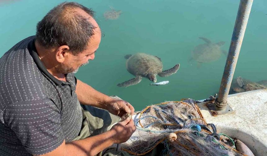 Balıkçıların dostu: Göç etmeyen caretta carettalar limanı mesken tuttu