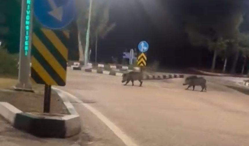 Çukurova Üniversitesi yerleşkesine sürü halinde giren domuzlar görüntülendi