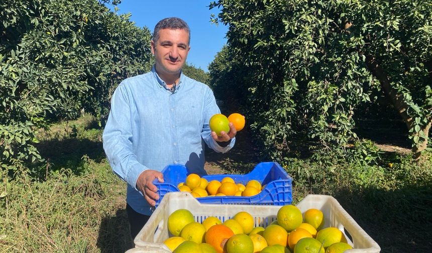 Finike’de portakal sezonu başladı, 250 bin ton rekolte bekleniyor