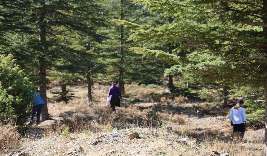 Kilosu etle yarışıyor: Japonların gözdesi sedir mantarı çıktı