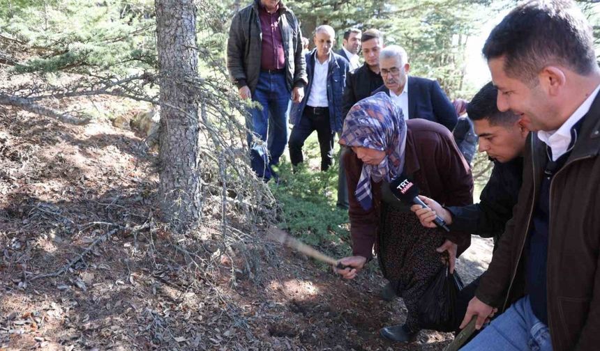 Sedir mantarının geleceği için uyarı: "Her mantar toplanmaz"