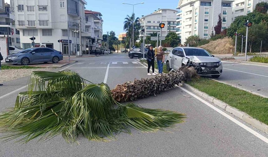 Şoförlük eğitimi yaparken refüjdeki palmiyeyi devirdi, kaza anı güvenlik kamerasına yansıdı