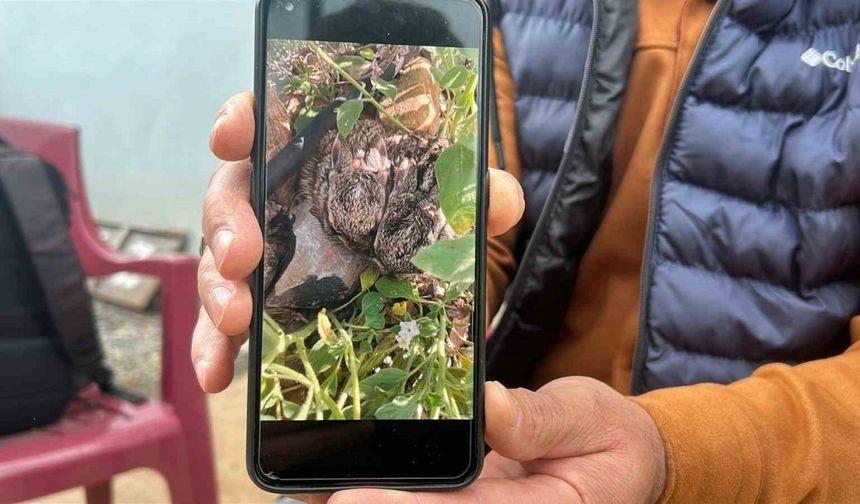 Merhametli çiftçi, yılların emeğine kemirerek zarar veren tavşanları "Bunlar şimdi hazırlanıyor, Doğan’ın fidanını nasıl yiyeceğim diye düşünüyor" diyerek elleriyle yakaladı