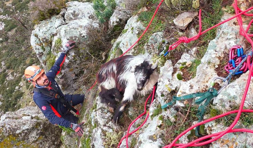 Dağda mahsur kalan keçi ekiplerce kurtarıldı