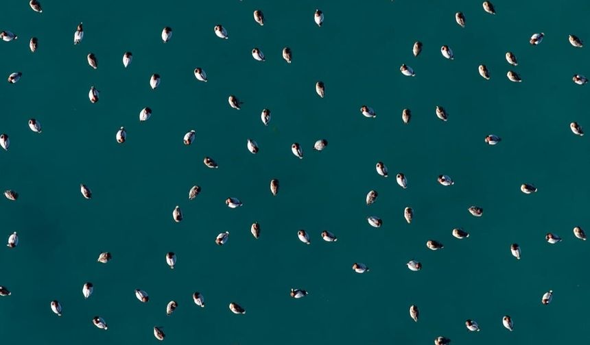 Elmabaş patka ördekleri Salda Gölü'nde havadan görüntülendi