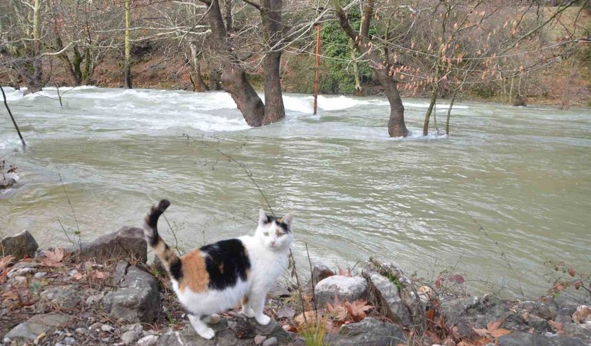 Toroslar'da yağış bereketi kuruyan Üzümdere Irmağını yeniden canlandırdı, şelaleler coştu