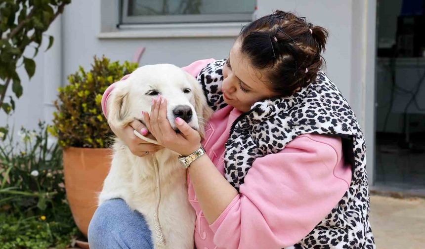 Antalya'da sokak hayvanları yeni sahiplerini bekliyor