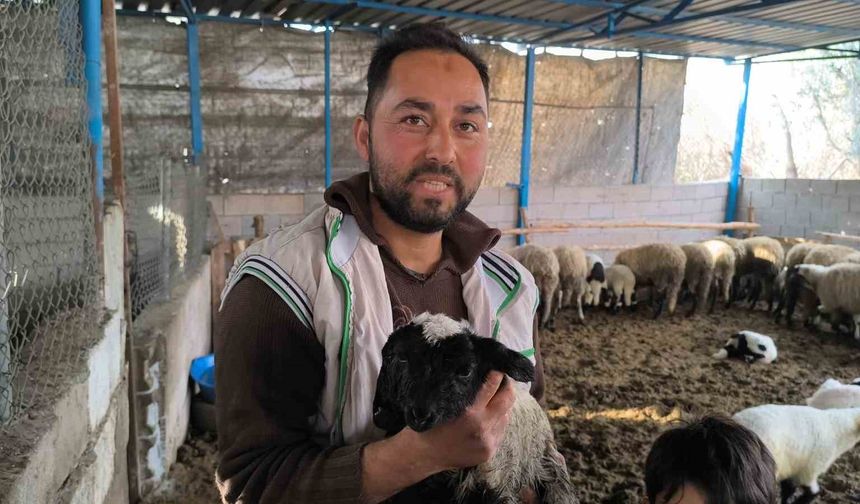 İlgi odağı olan çift başlı ve 4 gözlü kuzu 1 gün yaşayabildi