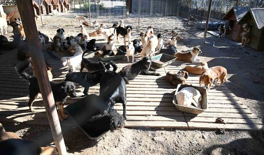 Kemer'de ocak ayında 231 can dostu kısırlaştırıldı