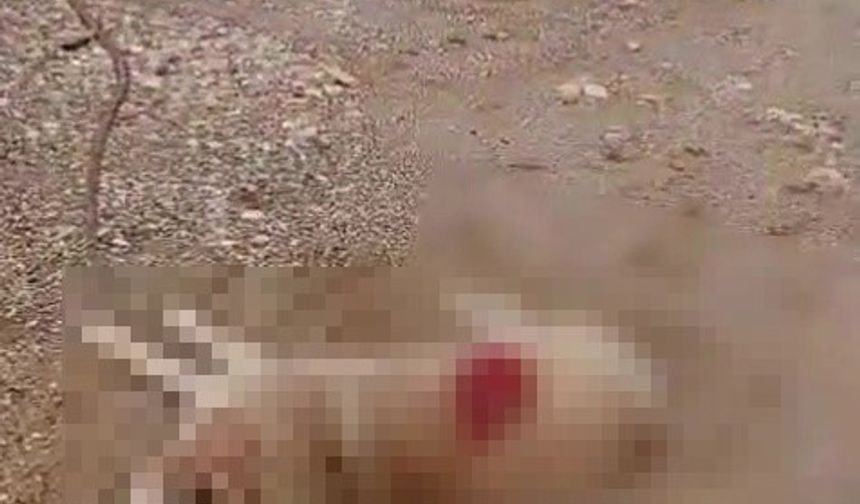 Köpeği av tüfeğiyle öldürdü, gözaltına alındı