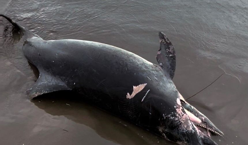 Ölü yunus sahile vurdu