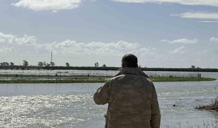 Seyhan Nehri taştı, Tarsus'ta tarım arazileri sular altında kaldı