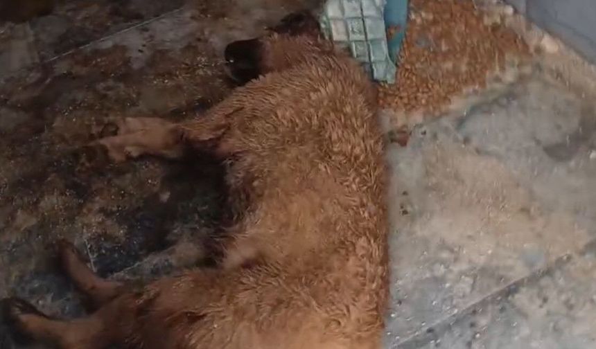 Bucak Belediyesi Sokak Hayvanları Bakımevi ve Rehabilitasyon Merkezi'nde feci görüntüler