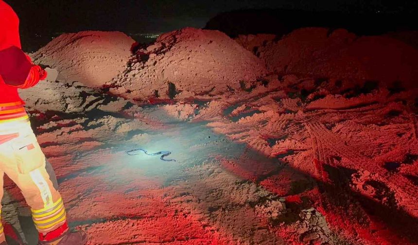 Camide görülen yılan yakalandı