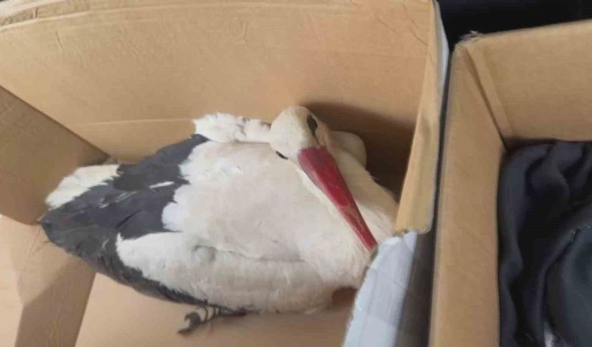 Göç yolundaki leyleklere av tüfeğiyle ateş ettiler