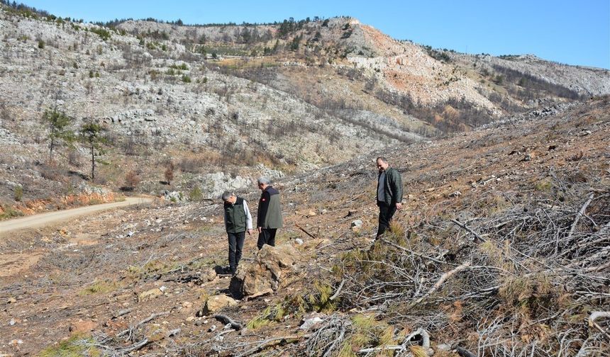 Mersin'de yangın sahalarında doğa yeniden canlanıyor