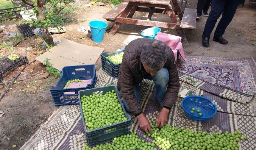 Mut'ta örtü altı erik hasadı başladı